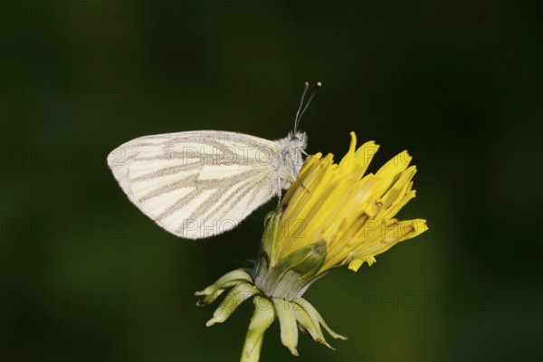 Rape white butterfly or green vein white butterfly (Pieris napi) on dandelion (Taraxacum) flower, North Rhine-Westphalia, Germany
