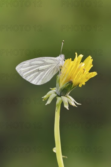Rape white butterfly or green vein white butterfly (Pieris napi) on dandelion (Taraxacum) flower, North Rhine-Westphalia, Germany