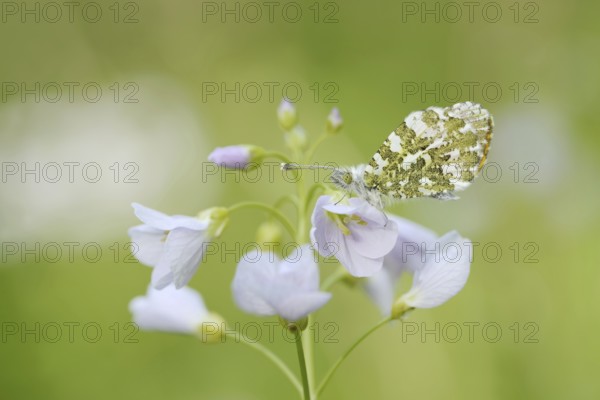 Aurora butterfly (Anthocharis cardamines) on flowering meadow foamwort (Cardamine pratensis), North Rhine-Westphalia, Germany