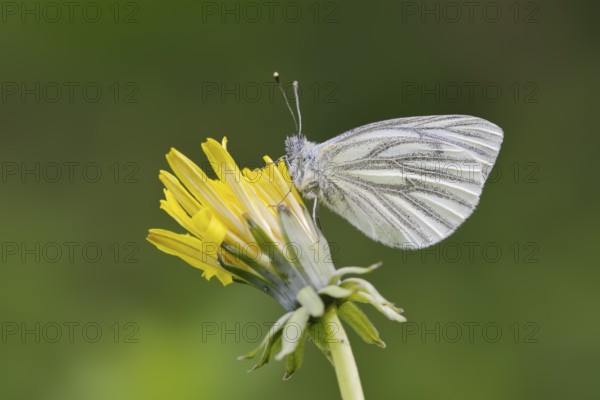 Rape white butterfly or green vein white butterfly (Pieris napi) on dandelion (Taraxacum) flower, North Rhine-Westphalia, Germany