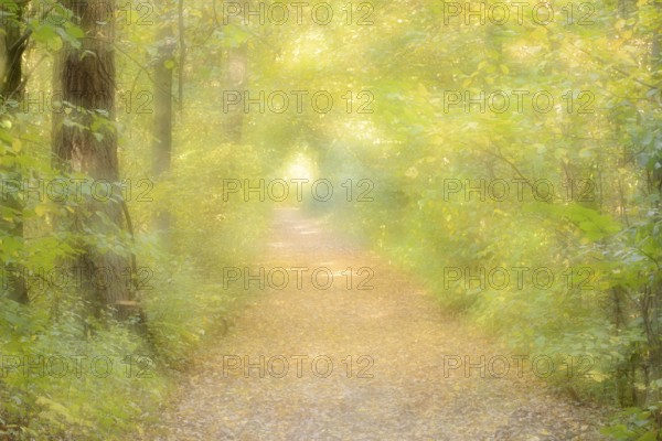 Path in a deciduous forest in autumn, double exposure, North Rhine-Westphalia, Germany