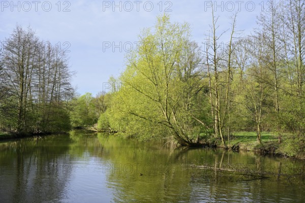 Deciduous trees on the banks of the river Lippe in spring, North Rhine-Westphalia, Germany
