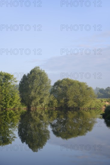 Silver willows (Salix alba) on the River Lippe, North Rhine-Westphalia, Germany