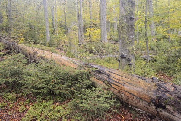 Deadwood in a mixed forest in autumn, Bavarian Forest National Park, Bavaria, Germany