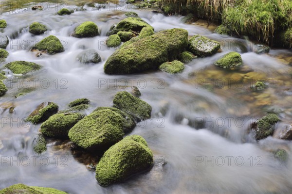 Mossy stones in a mountain stream, Bavarian Forest National Park, Bavaria, Germany