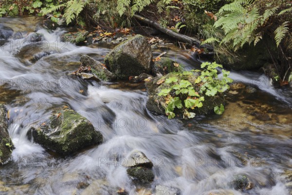 Kleine Ohe mountain stream in autumn, Bavarian Forest National Park, Bavaria, Germany