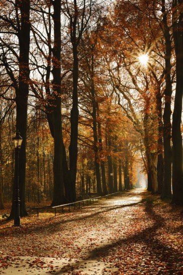 Avenue with copper beeches (Fagus sylvatica) against the light, autumn, North Rhine-Westphalia, Germany