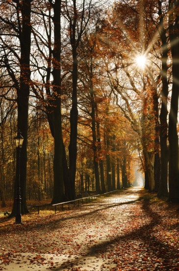 Avenue with copper beeches (Fagus sylvatica) against the light, autumn, North Rhine-Westphalia, Germany