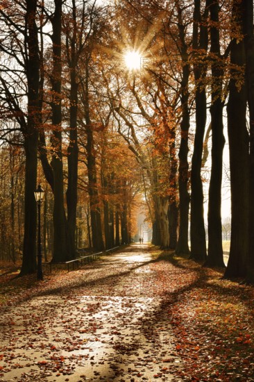 Avenue with copper beeches (Fagus sylvatica) against the light, autumn, North Rhine-Westphalia, Germany