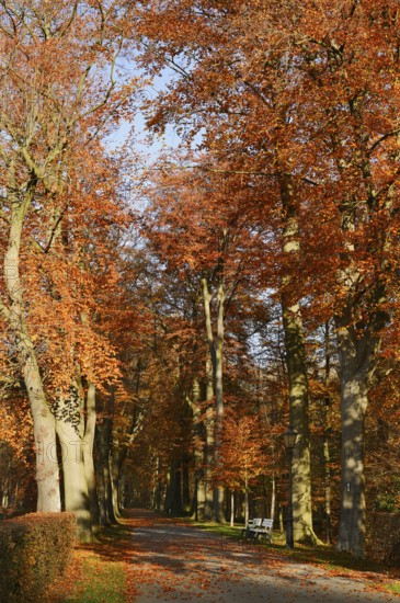 Avenue with copper beeches (Fagus sylvatica) in autumn, North Rhine-Westphalia, Germany