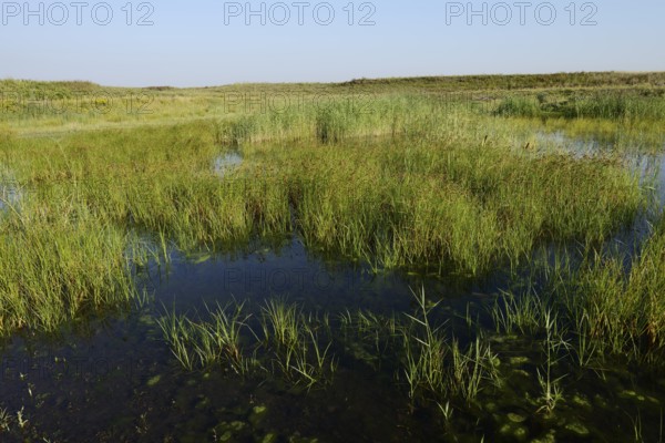 Pond on a spoil tip, habitat for the natterjack toad (Epidalea calamita), Großes Holz spoil tip, North Rhine-Westphalia, Germany