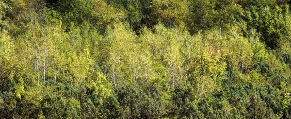 Autumn coloured birch trees, Oytal, near Oberstdorf, Oberallgäu, Allgäu, Bavaria, Germany