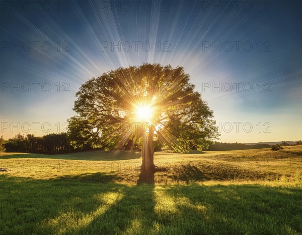 An awe-inspiring scene showcasing the sun's rays bursting through a solitary tree, illuminating a tranquil green meadow against a dramatic morning sky. A symbol of peace, life, and scenic nature, AI generated