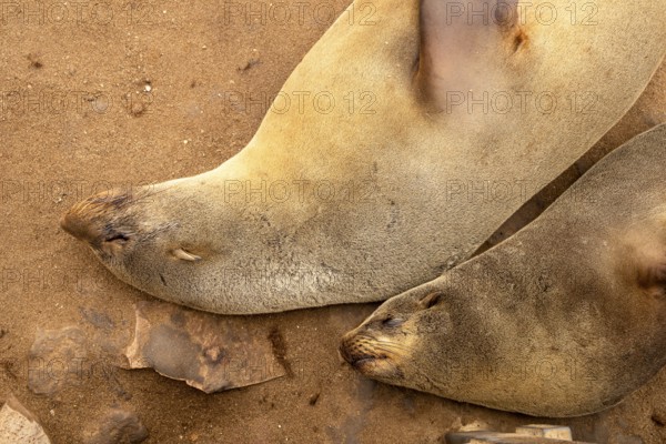 Cape fur seals resting on the sandy beach at Cape Cross Nature Reserve, Namibia