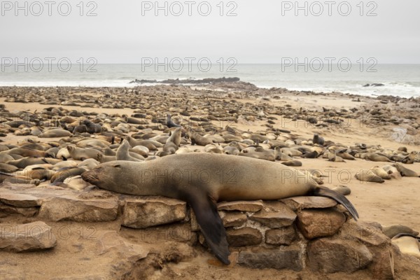 Cape fur seals resting on the sandy beach at Cape Cross Nature Reserve, Namibia