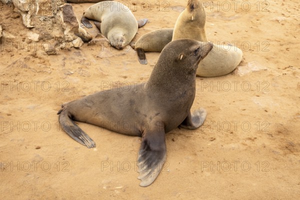 Cape fur seals resting on the sandy beach at Cape Cross Nature Reserve, Namibia
