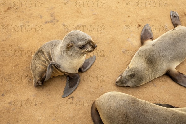 Cape fur seals resting on the sandy beach at Cape Cross Nature Reserve, Namibia