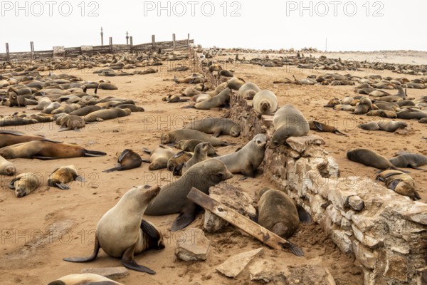 Cape fur seals resting on the sandy beach at Cape Cross Nature Reserve, Namibia