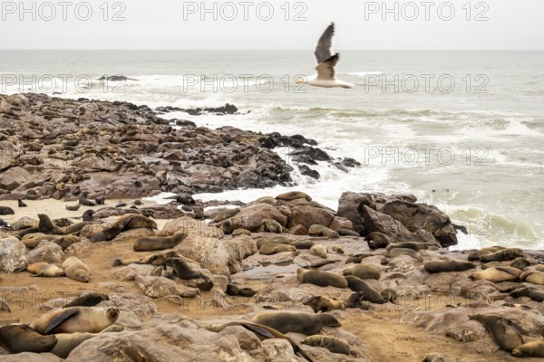 Cape fur seals resting on the sandy beach at Cape Cross Nature Reserve, Namibia