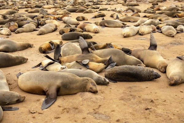 Cape fur seals resting on the sandy beach at Cape Cross Nature Reserve, Namibia
