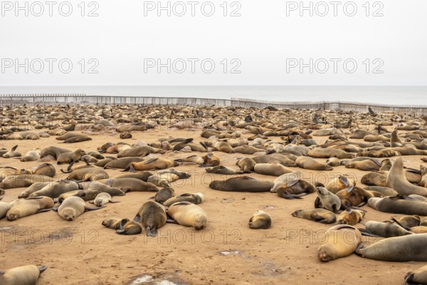 Cape fur seals resting on the sandy beach at Cape Cross Nature Reserve, Namibia