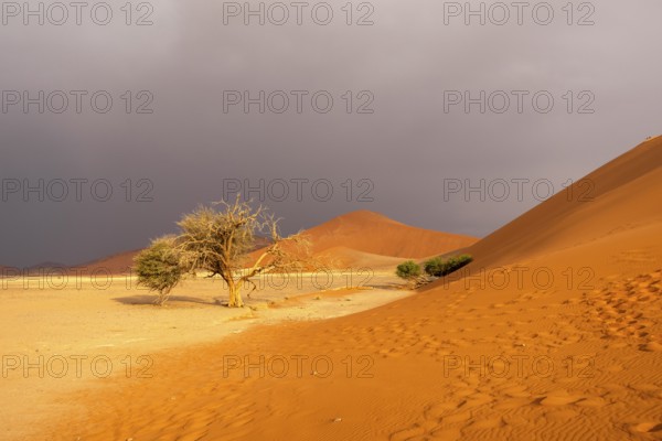 Big Daddy Dune & Deadvlei, Namibia – Towering red dune above Deadvlei's ancient dead camelthorn trees and white clay pan