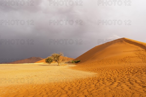 Big Daddy Dune & Deadvlei, Namibia – Towering red dune above Deadvlei's ancient dead camelthorn trees and white clay pan