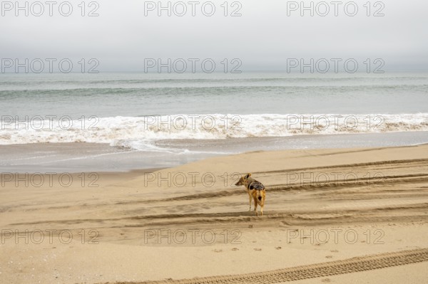 Coyote walking along the coastline of Namibia near the Atlantic Ocean, set against sandy shores and rugged coastal scenery