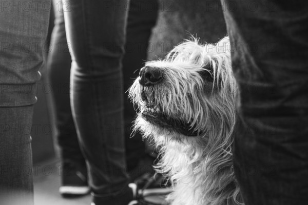 Dog, monochrome, among us, in between, well-behaved, pays attention, watchful, hidden, inconspicuous, public