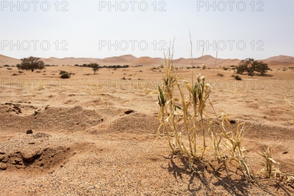 Sossusvlei, Namibia – A surreal landscape of dunes and resilient desert plants
