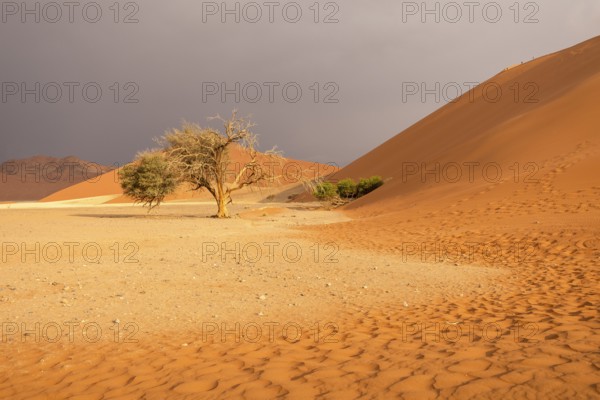 Big Daddy Dune & Deadvlei, Namibia – Towering red dune above Deadvlei's ancient dead camelthorn trees and white clay pan