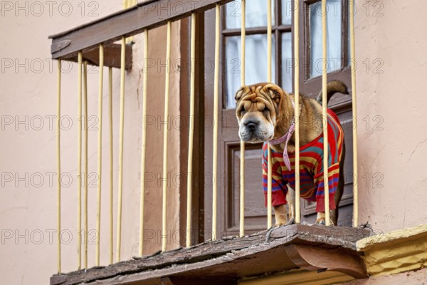 A Shar-Pei in a striped jumper on a balcony above the window observes the surroundings, A Shar-Pei dog looks from a balcony