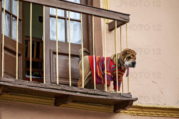 A Shar-Pei in a colourful jumper stands on a balcony and looks out, A Shar-Pei dog looks out from a balcony