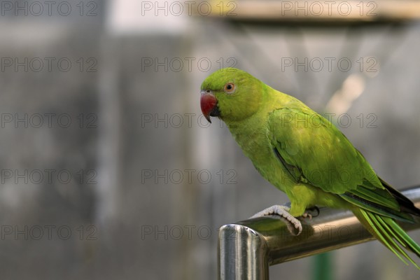 A vibrant green parrot (Psittacara holochlorus) with a red beak perched on a metal bar against a soft background-Dhaka, Bangladesh