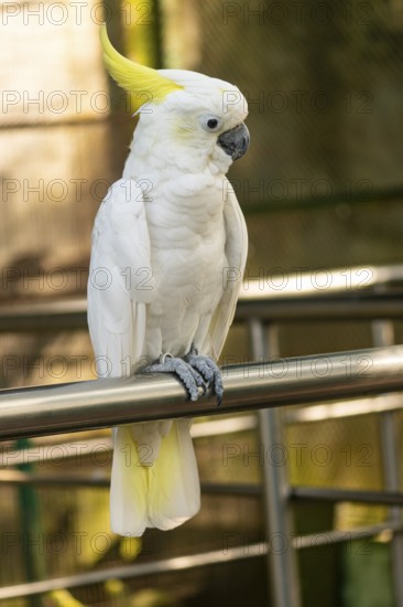 A close-up of a white cockatoo (Cacatua alba) with a yellow crest perched in a natural setting-Dhaka, Bangladesh