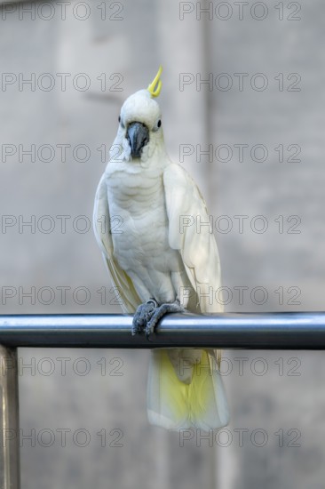 A white cockatoo (Cacatua alba) with a yellow crest perched on a metal bar, with a blurred background-Dhaka, Bangladesh