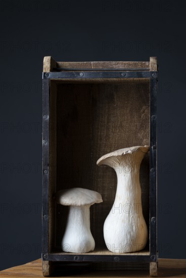 Seitlings in a wooden box against a dark background
