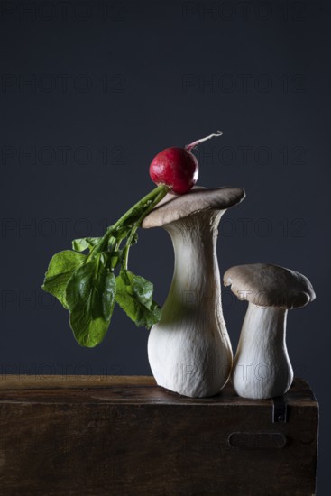 oyster mushrooms with radishes against a dark background