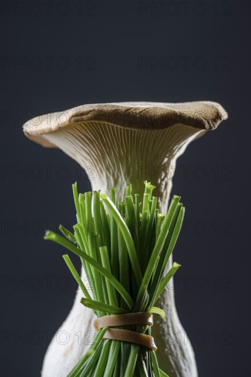 Seitling with chives against a dark background
