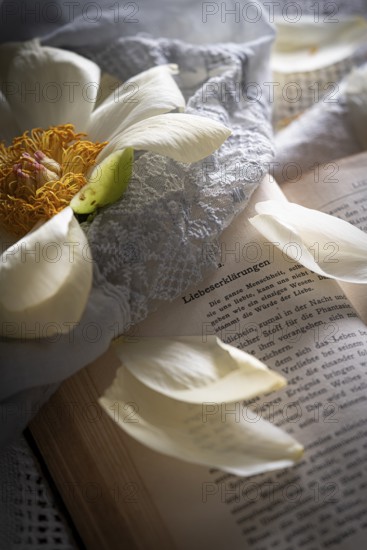 Still life of an open book with a faded peony