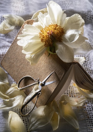 Still life of an old book with a faded peony and scissors on an old linen cover