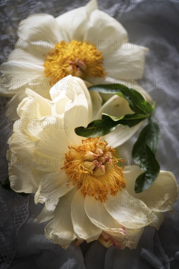 Still life of half-blossomed peonies