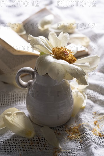 Still life of an open book with a faded peony in a vase