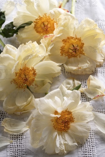 Still life with faded peony on linen cloth