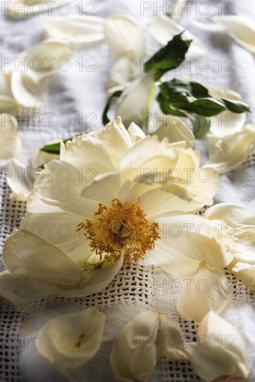 Still life of a faded peony on linen cloth