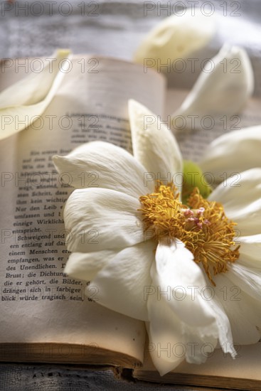 Still life of an open book with a faded peony