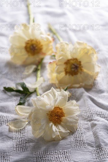 Still life with faded peony on linen cloth