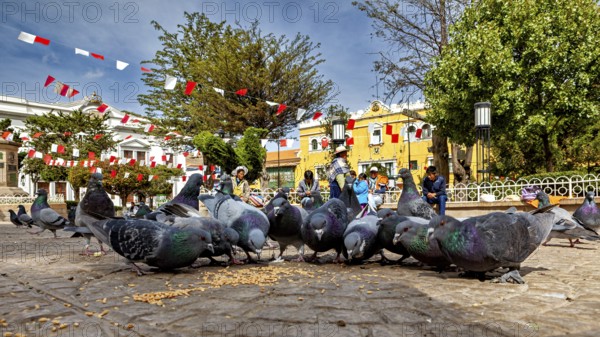 Pigeons feeding in an urban square surrounded by trees and colourful houses under hanging garlands, The urban pigeons of Potosi in Bolivia