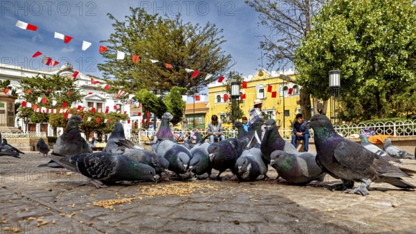Pigeons gather in a paved square to peck food, surrounded by flags and buildings on a sunny day, The urban pigeons of Potosi in Bolivia