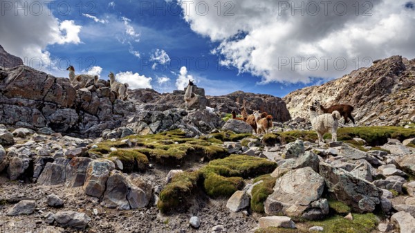 Alpacas move through a rocky valley in the middle of a majestic mountain landscape, llamas in the Bolivian countryside